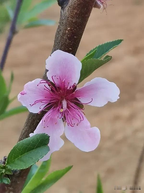桃树花期用药该注意哪些问题? 桃树花期用药可得多留意。首先，花期不能用铜制剂，像