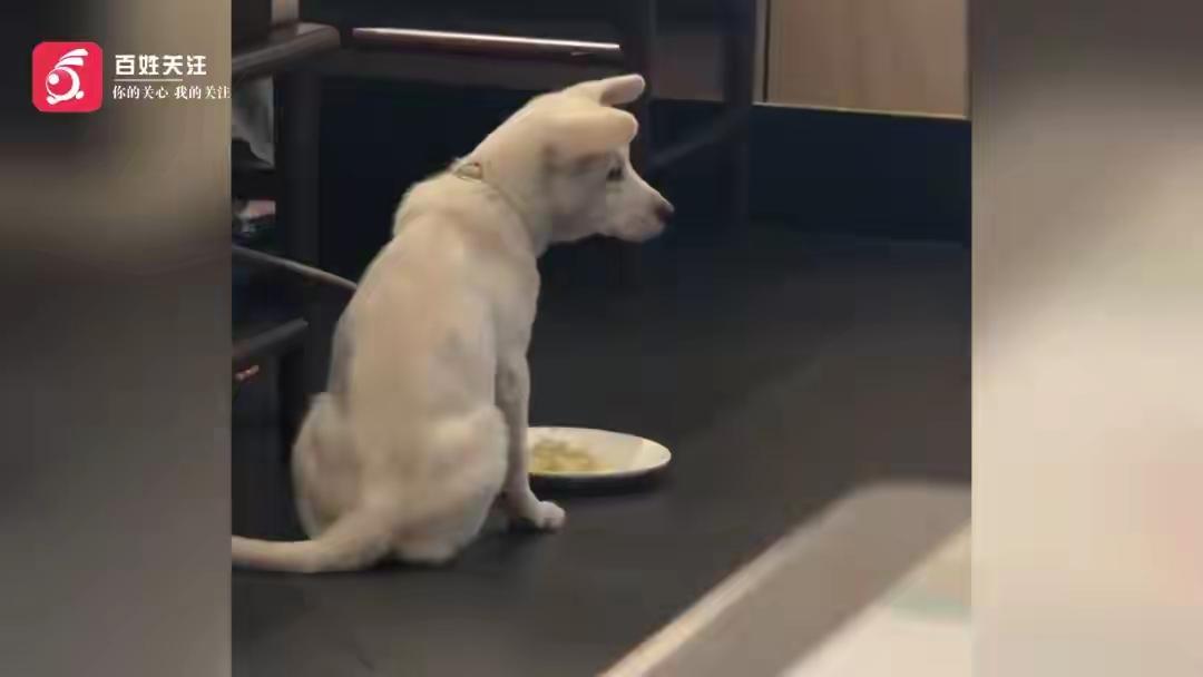 长沙再现狗进餐厅用盘子喂食。为何这类事屡屡发生得不到制止？
    光明日报旗下