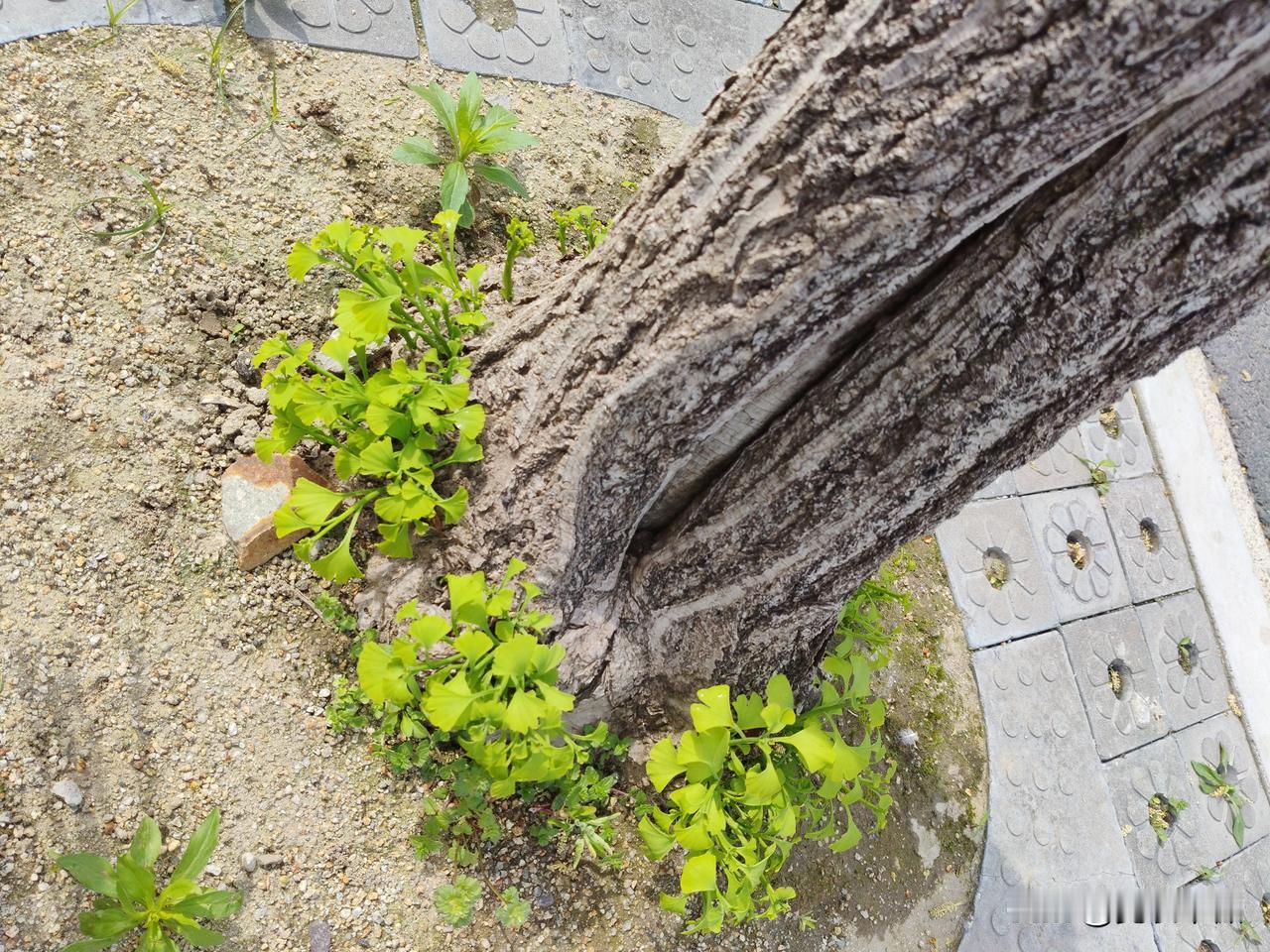 愿这些银杏树茁壮成长