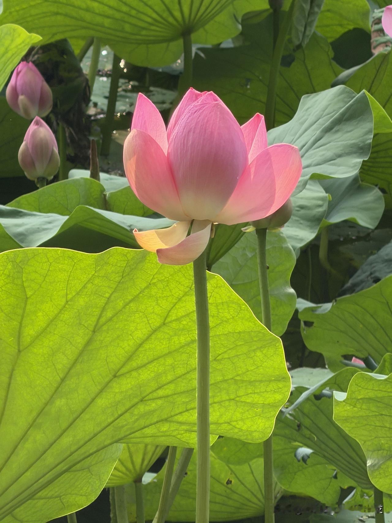 观荷心静
临水知安
荷花 公园