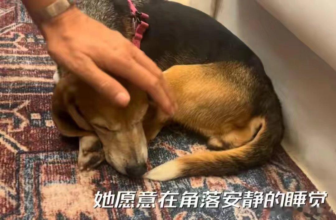 收养的比格犬在霍思燕怀里睡着了# ​​​