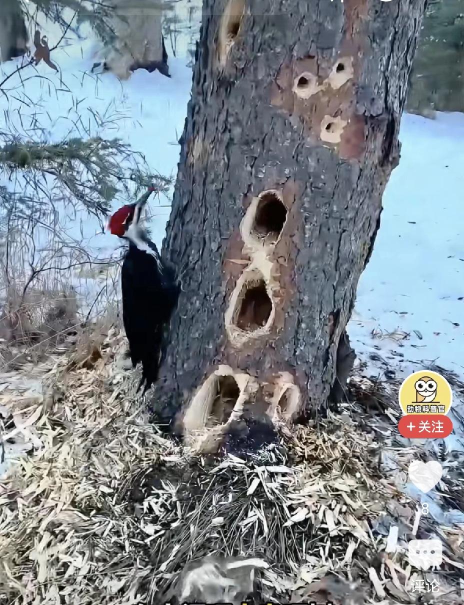 小时候从课本上说啄木鸟是益鸟，它是树木的医生，会给树木捉害虫。
但现在越来越多研