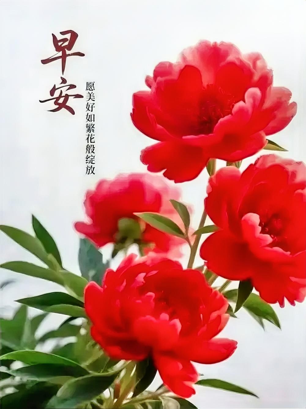 早安，愿你的每一天都如这绽放的繁花一样美好。🌹🌞