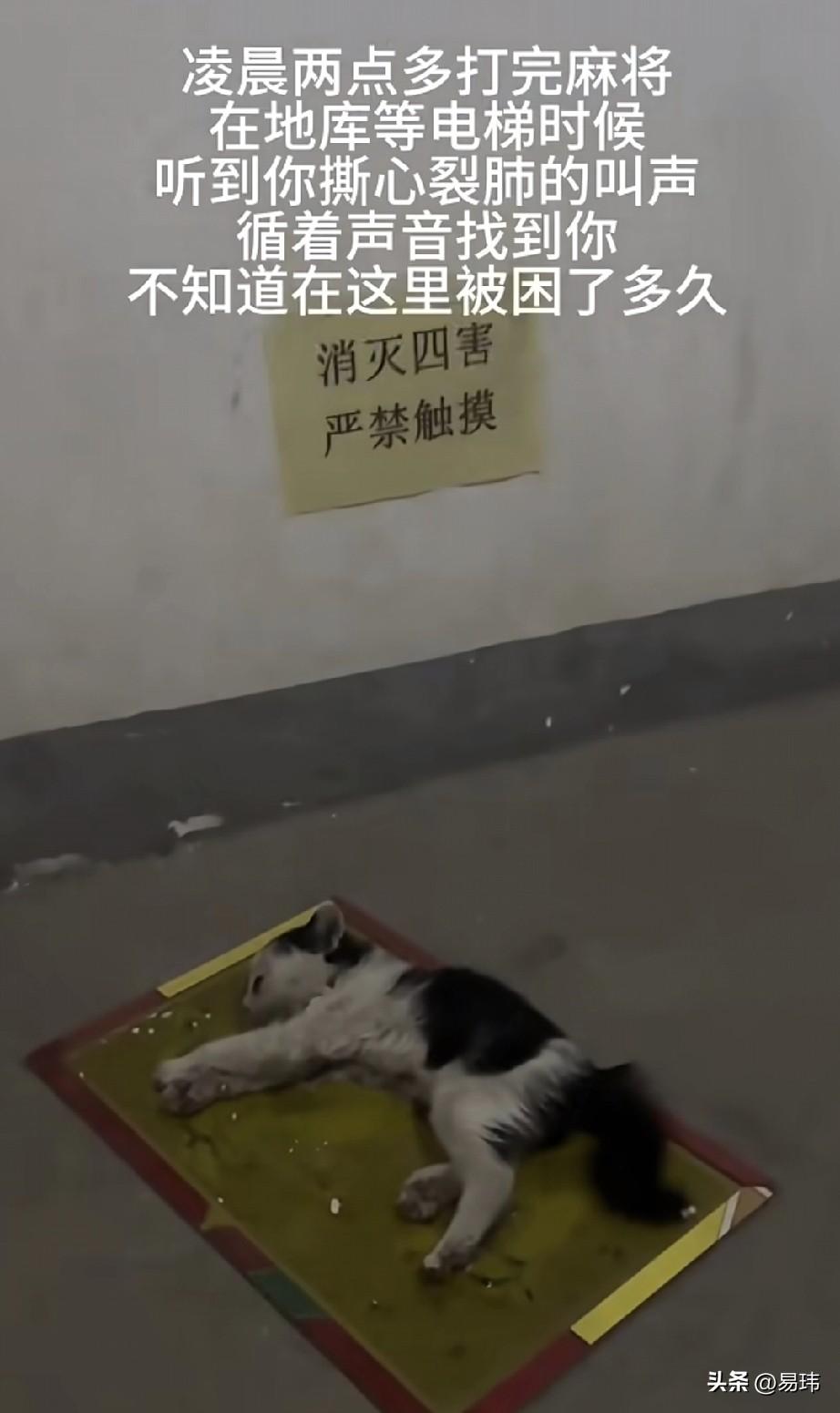 泪目了！这天夜里，一位小姐姐打完麻将去地下车库等电梯上楼，结果听到了一阵阵小猫凄