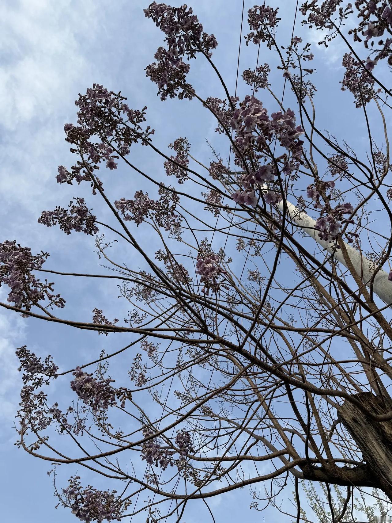 春天是花朵的主场 仰拍花树 过一万次春天拍无数的照片 春天和拍花的适配度拉满 粉