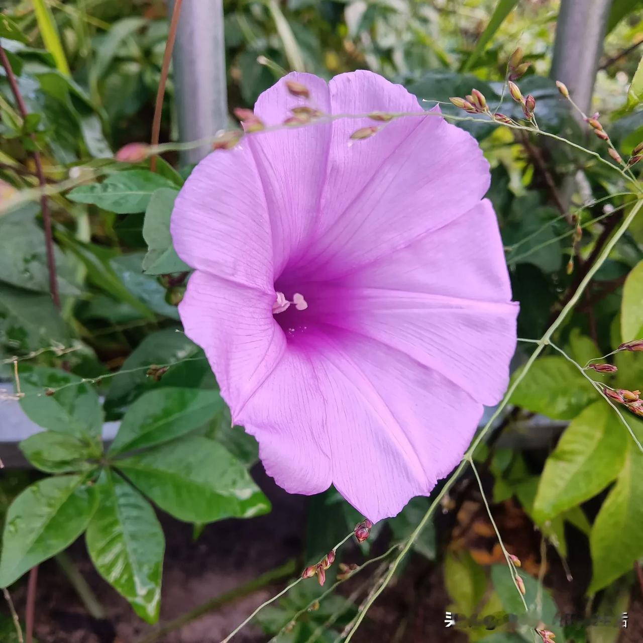 梦幻紫色的花朵，绽放在花园中，美不胜收！🌸💐🌺醉美花朵随手拍 艳丽花朵随手