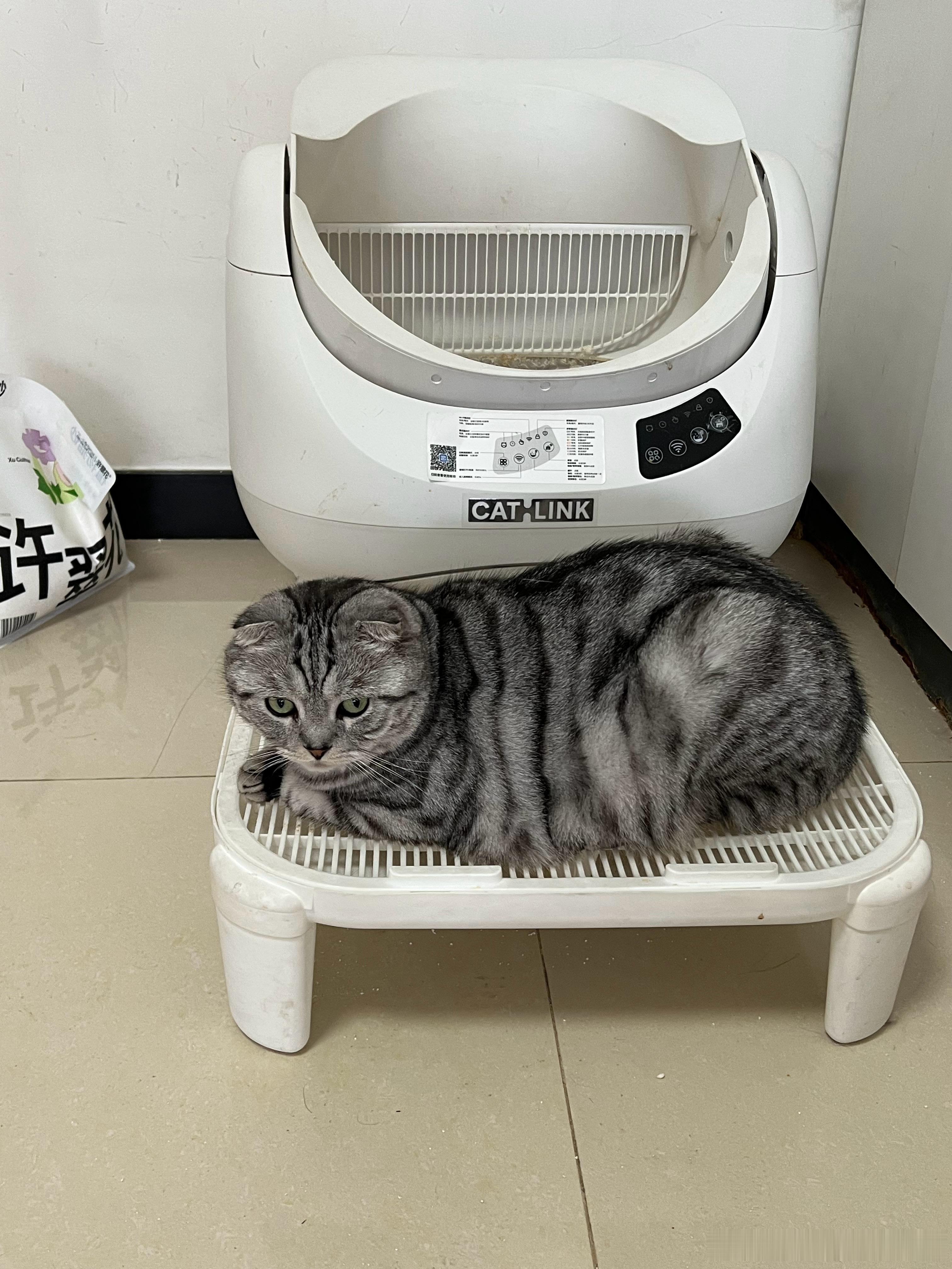 呆一上午了，这土霸王是想憋死其它猫 北京