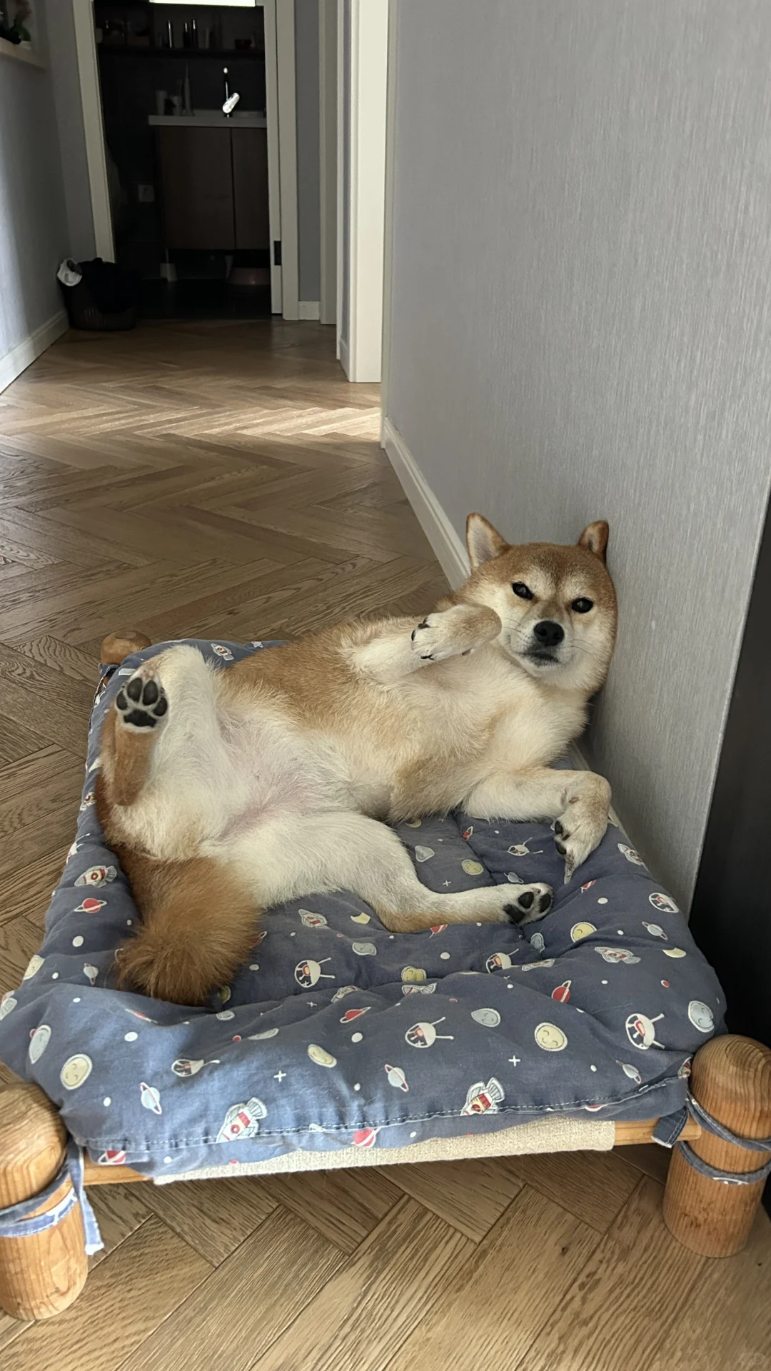 一看就不是正经狗