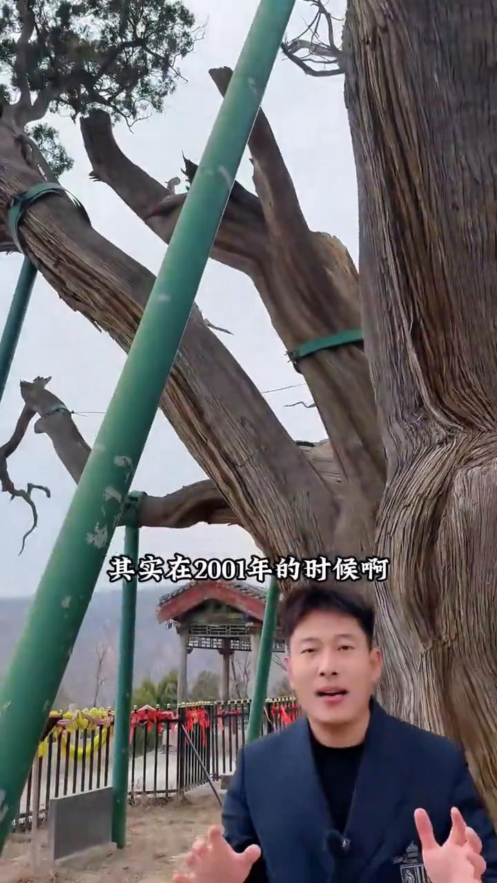 千年柏树之王。
你们见过这么大的柏树吗？它就是比秦始皇统一天下还要早，世界上最大