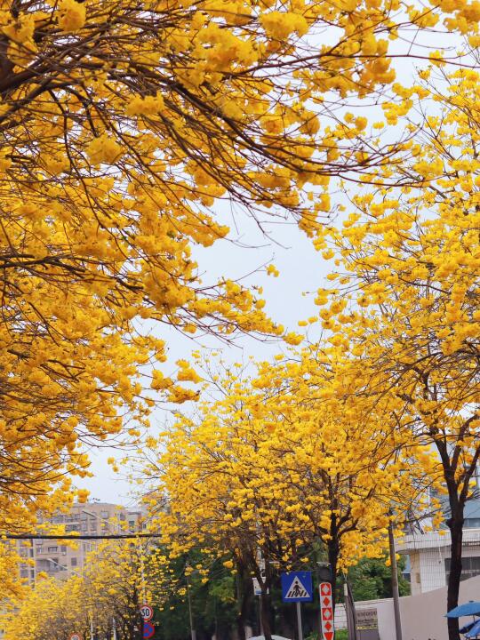 龙华两公里City walk，黄花风铃看不完🌼