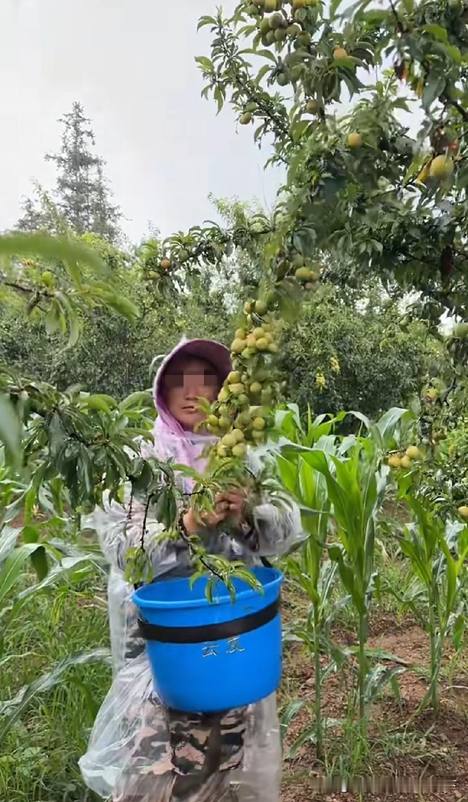 小时候巴不得天天下雨不用干活，现在成家了就算天上下刀子都要去，就为了几两碎银！[