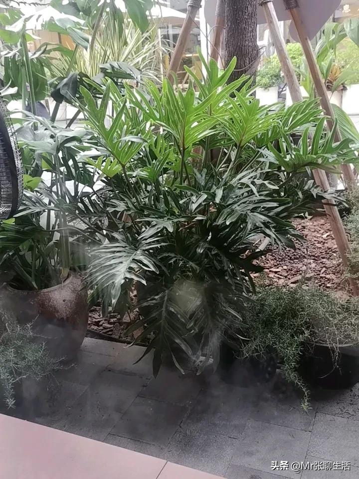 茶叶这种东西。就是近10年来最暴力的产品，利用人们。
对于茶叶这种不了解。人们对