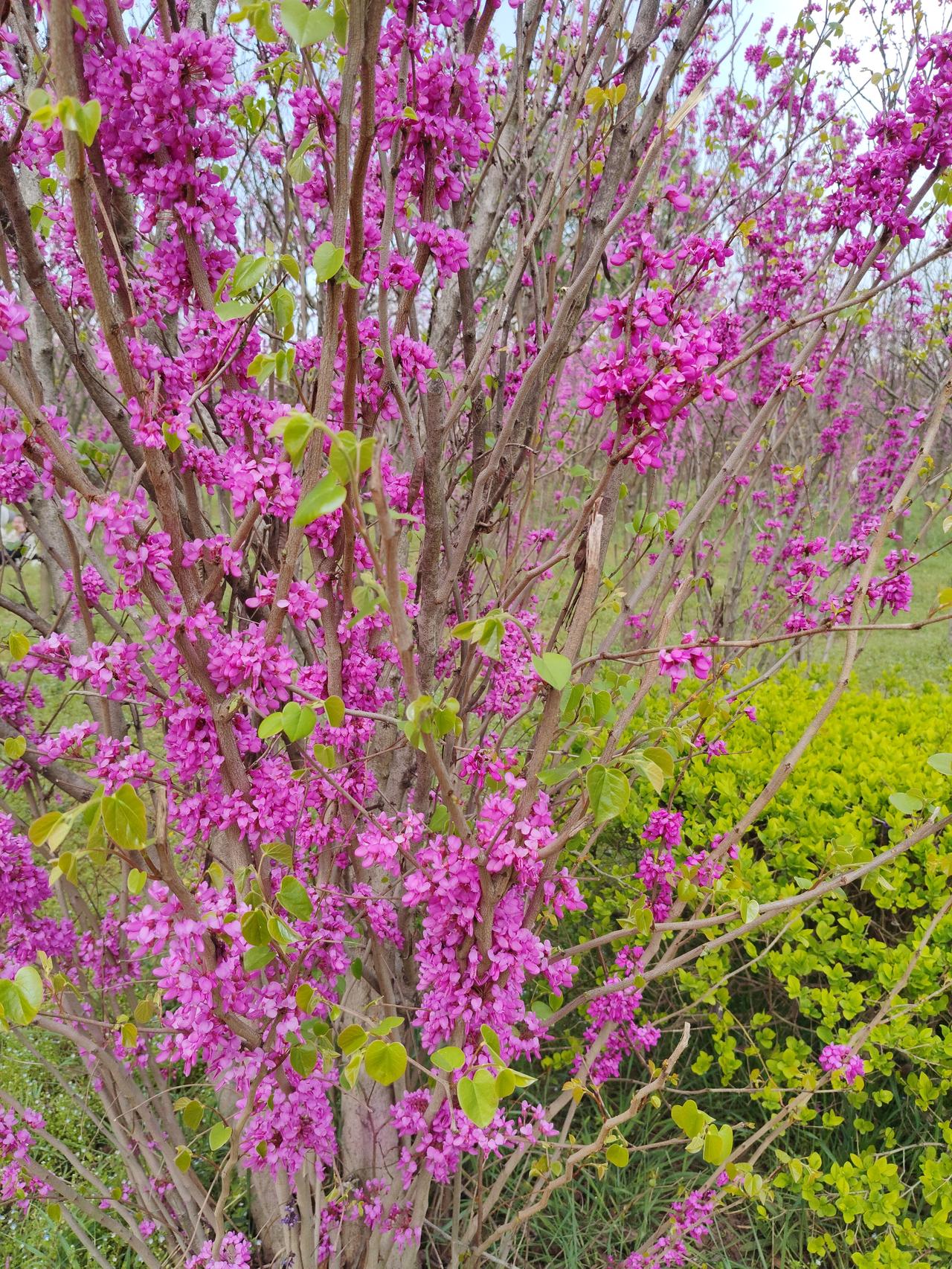 抬头撞见这满树紫荆，真的被狠狠惊艳到了！紫莹莹的花串直接开满枝干，连树干上都缀满