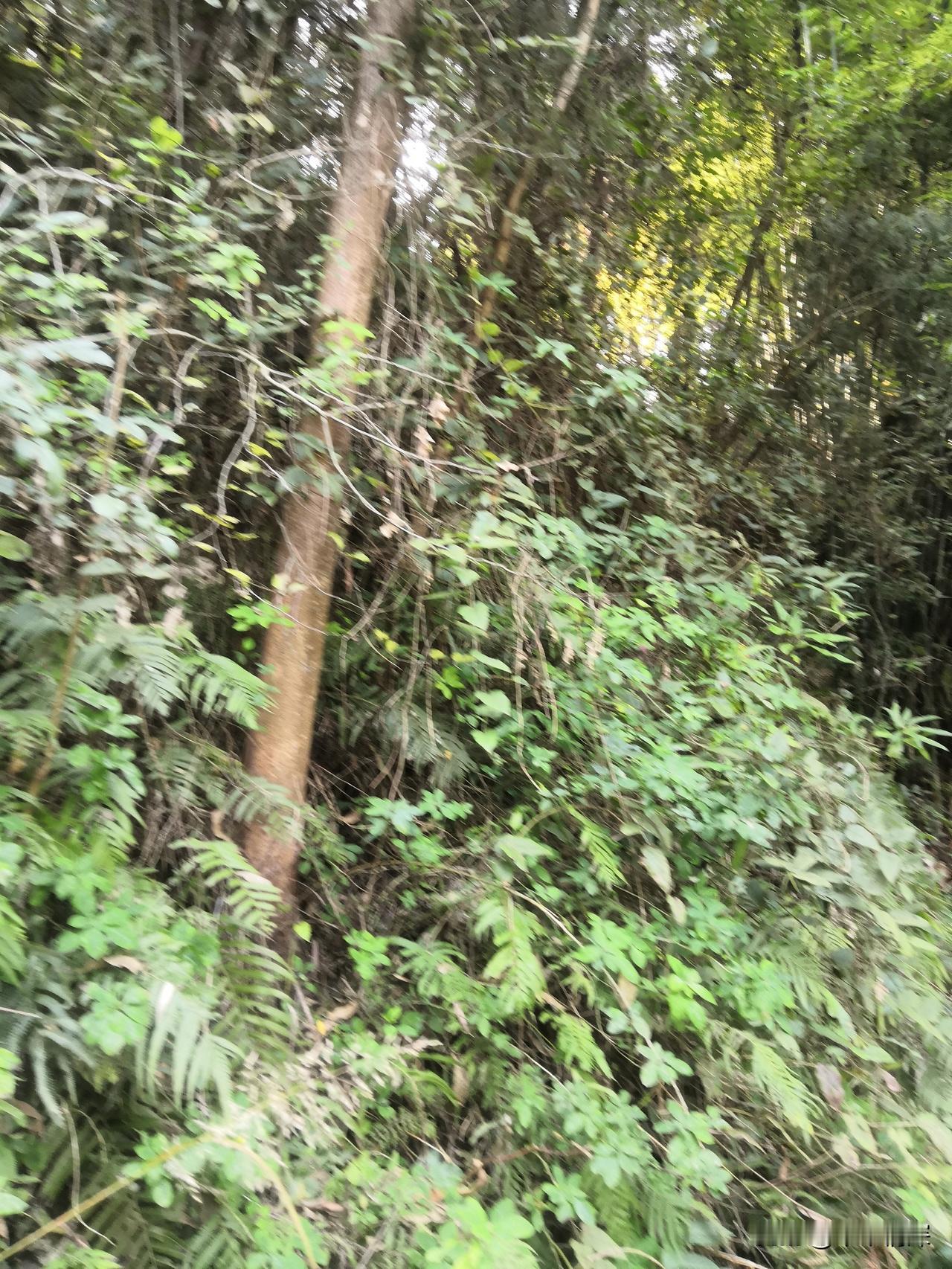 桑树的叶也能做菜吃吗?桑树的叶子它是用来养蚕的，桑树的叶子，把它洗净，可以用来冲