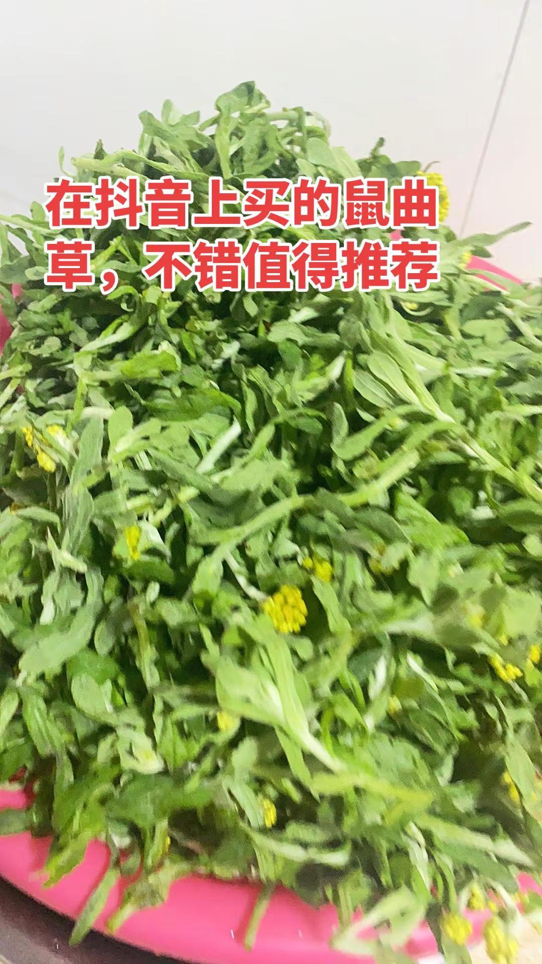 在买的鼠曲草很新鲜。鼠曲草推荐，非常新鲜值得购买鼠曲草青团 鼠曲草 清明 种草