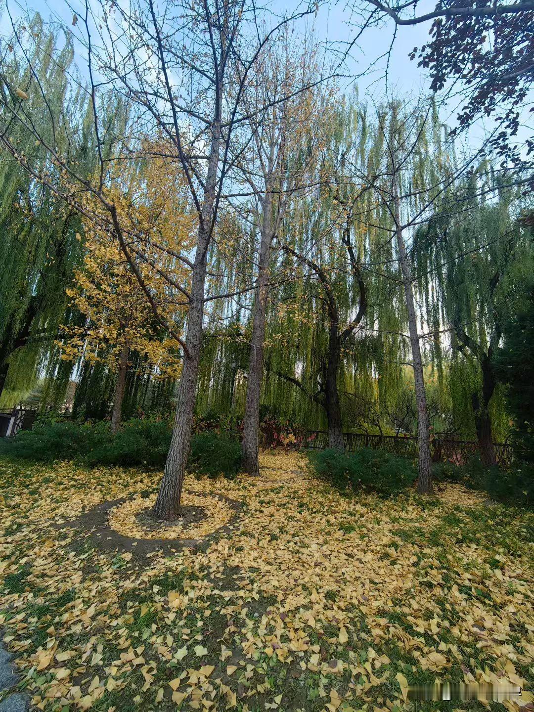 秋日落叶飘向冥冥世界，归于沉寂。