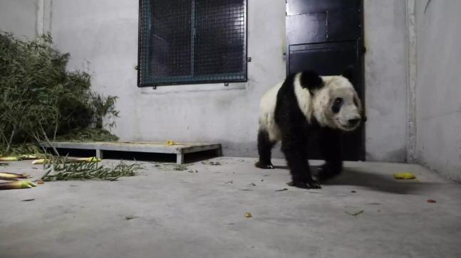 大熊猫丫丫回国，目前状态良好。
在这样一个大时代背景之下，丫丫的回国似乎终于让一