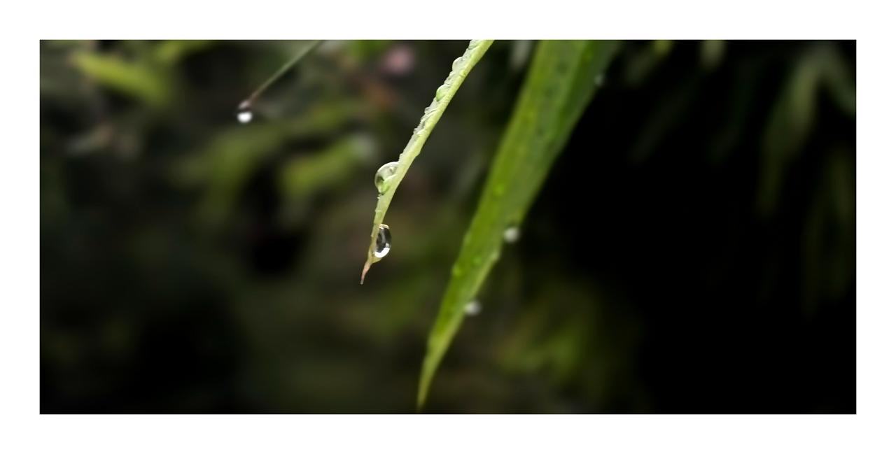 记录我的2025秋雨过后，竹叶、树叶上的雨点晶莹剔透，像撒了把碎钻缀在青黄相间的