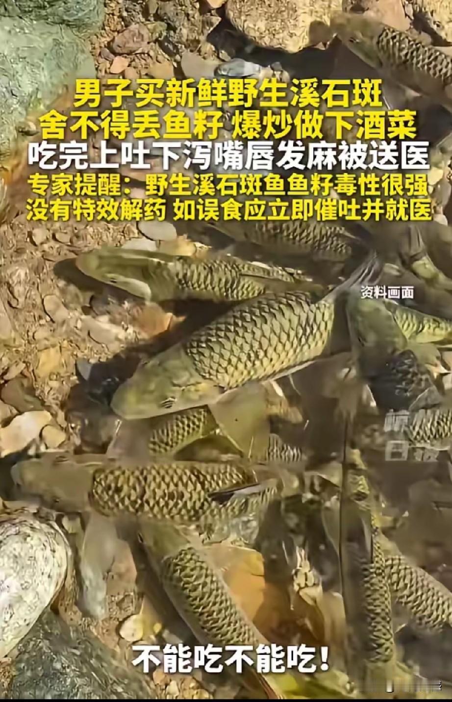 野生溪石斑鱼的鱼籽是不能吃的，原来这玩意儿有毒，这回是长见识了，以前真不知道有这