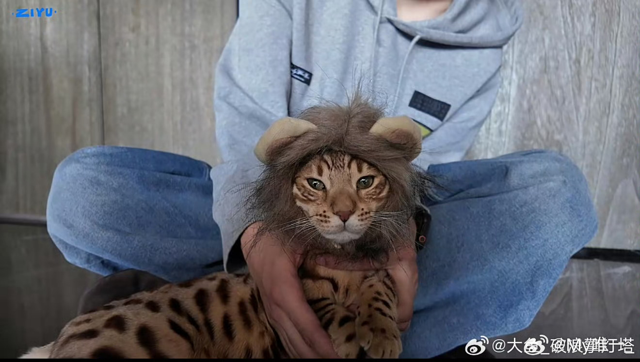 梓渝给小猫当造型师我已经被这个梓渝给笑到不行了