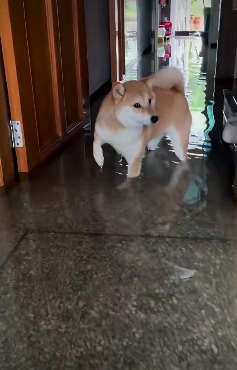 家里发大水了柴犬处理不好有点阔爱