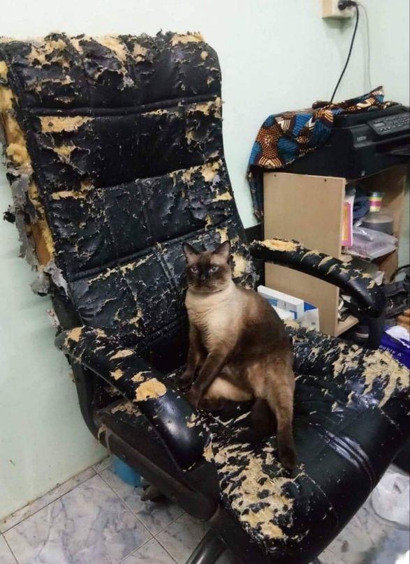 今日份的小破梗，是一个浑然天成的猫子梗