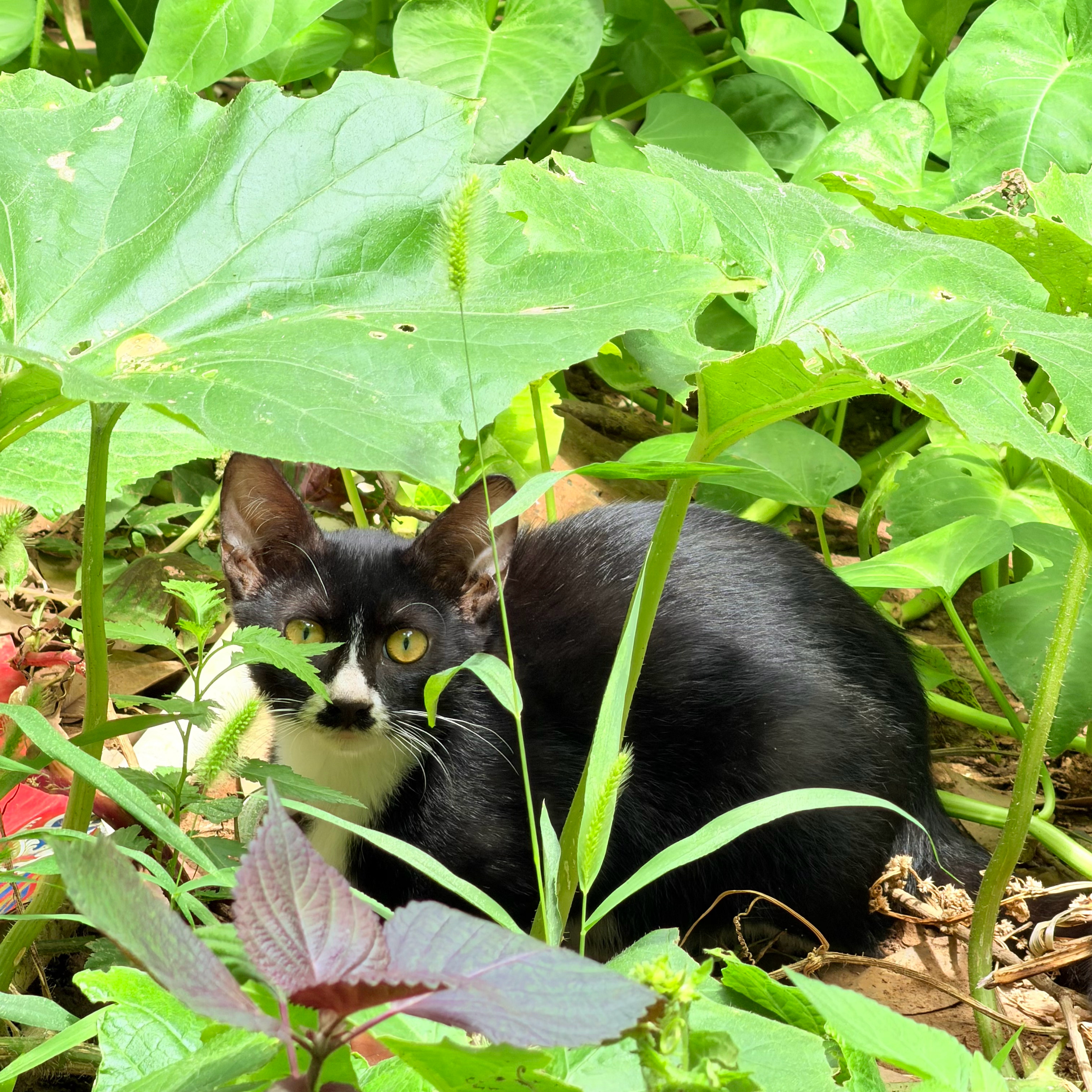 楼下遛狗碰到一只巴嘎奶牛猫这个小胡子可爱的很想抓住跑得还挺快罐罐都不吃了 ​​​
