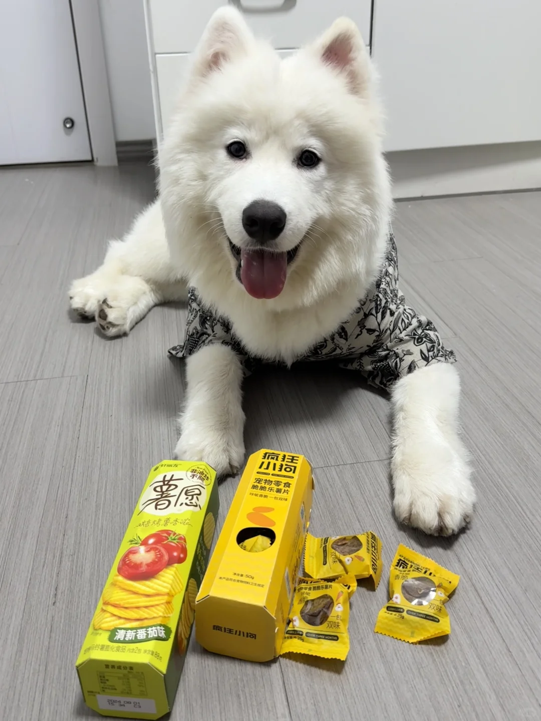 小馋狗看到薯片已经走不动道了！
