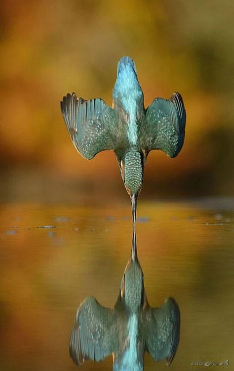 艾伦·麦克法迪恩（Alan McFadyen）是一位苏格兰野生动物摄影师，以其极