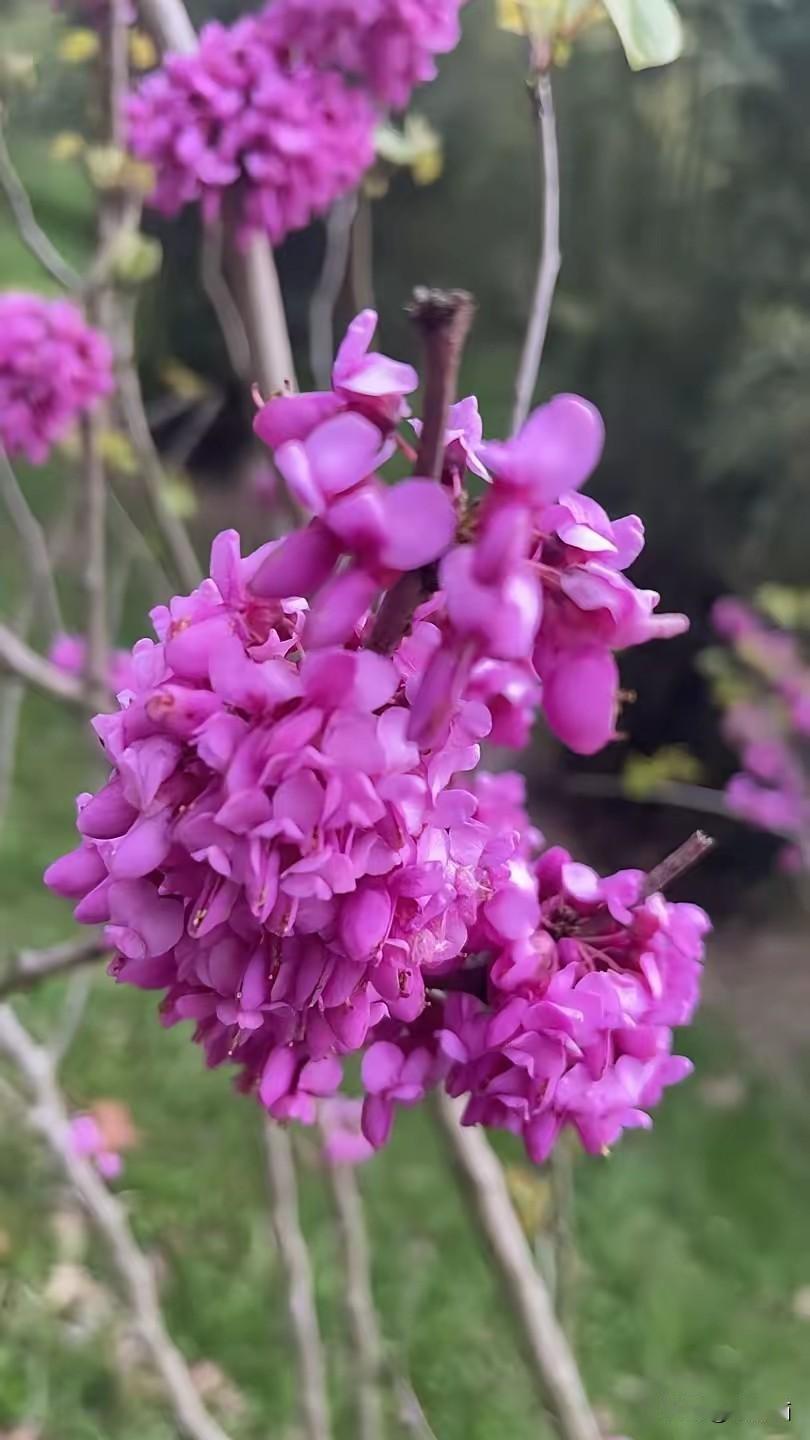 听人说葛花蒸蒸挺好吃。我那时去自由市场的时候葛花还没有开，还没有上市，但有人在卖