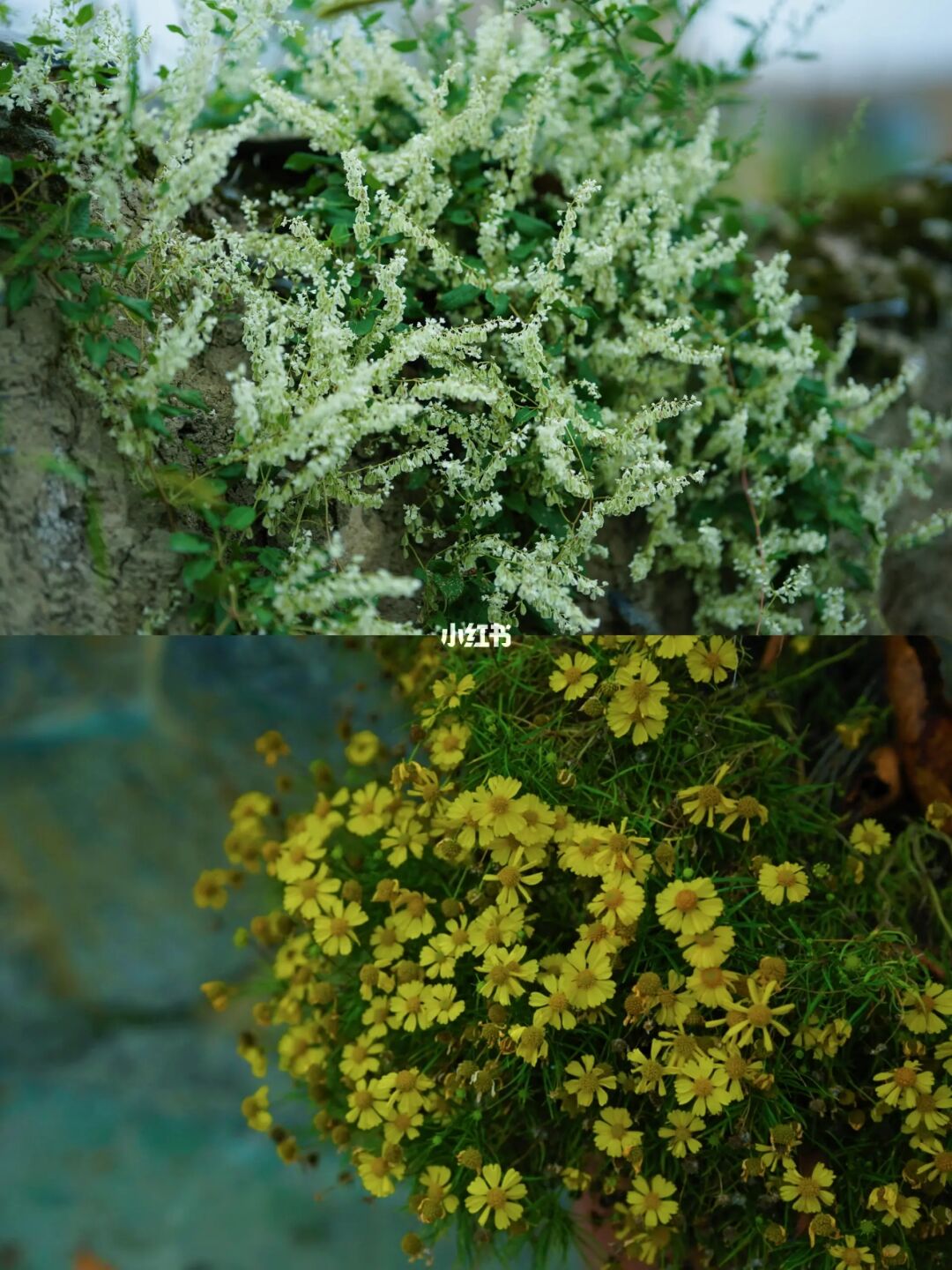 萝卜寨｜抿甜高山红脆李等你来摘～