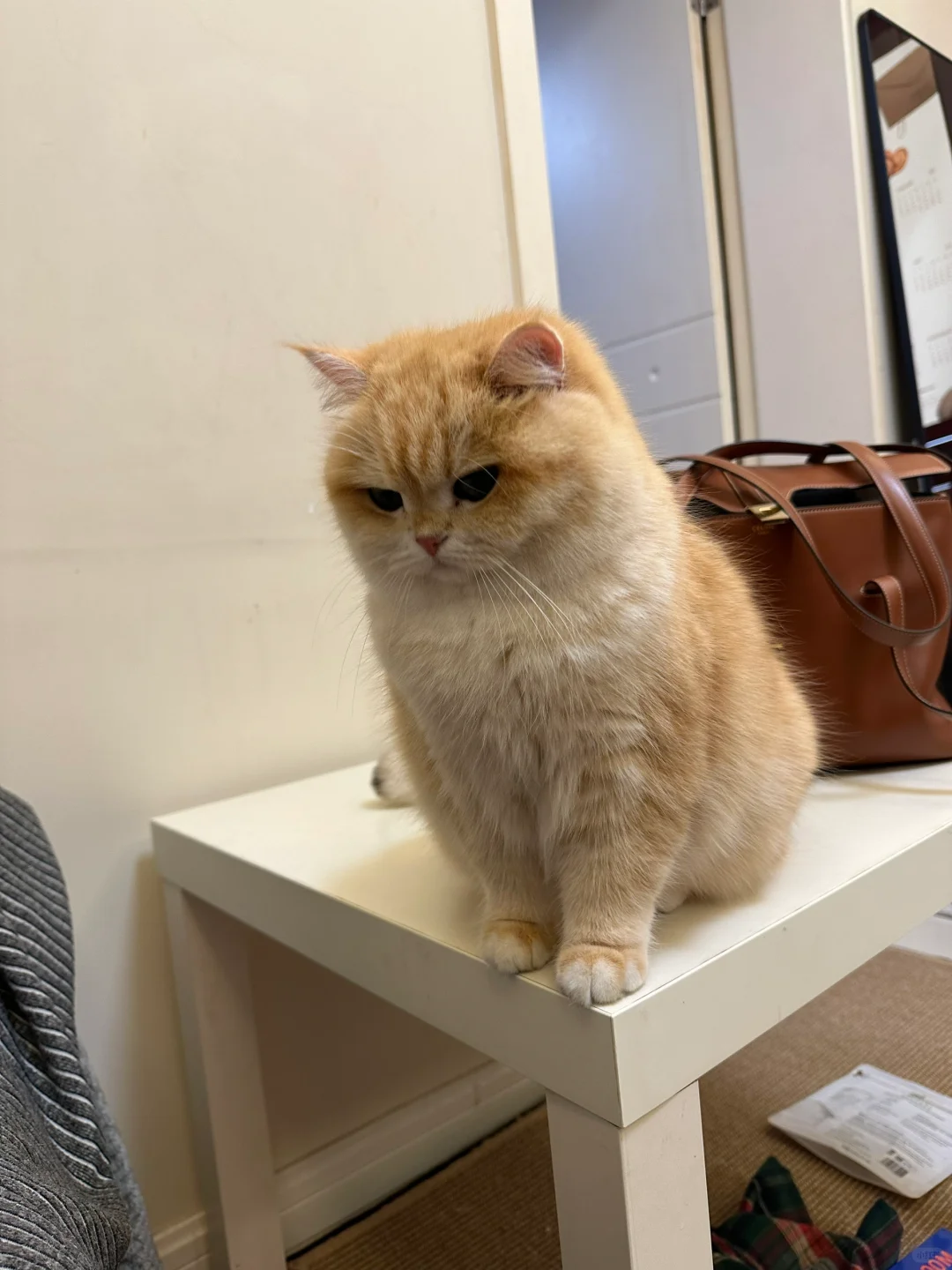 听说有人没见过小猫生气