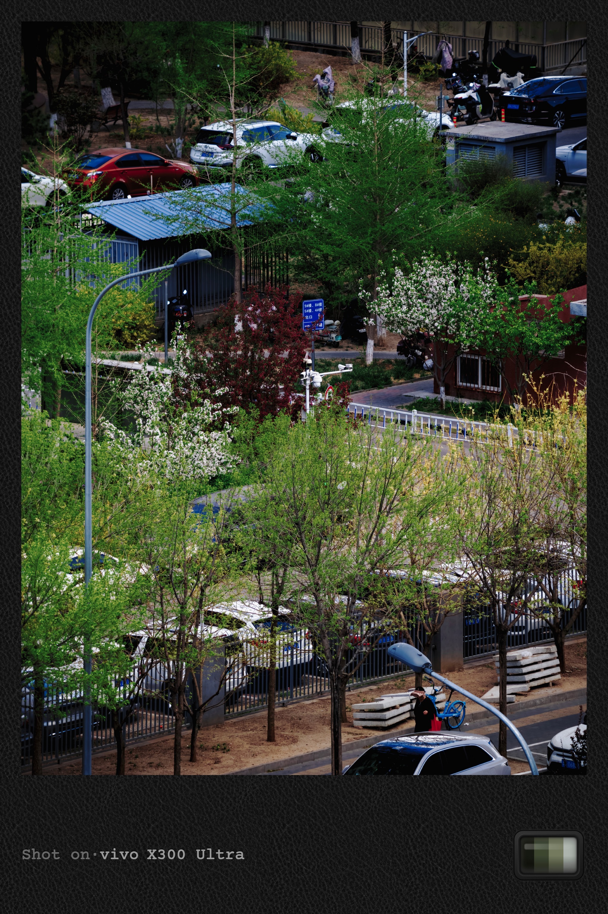 万物生机勃发的季节，开始了。（就是风大，但天很蓝） 