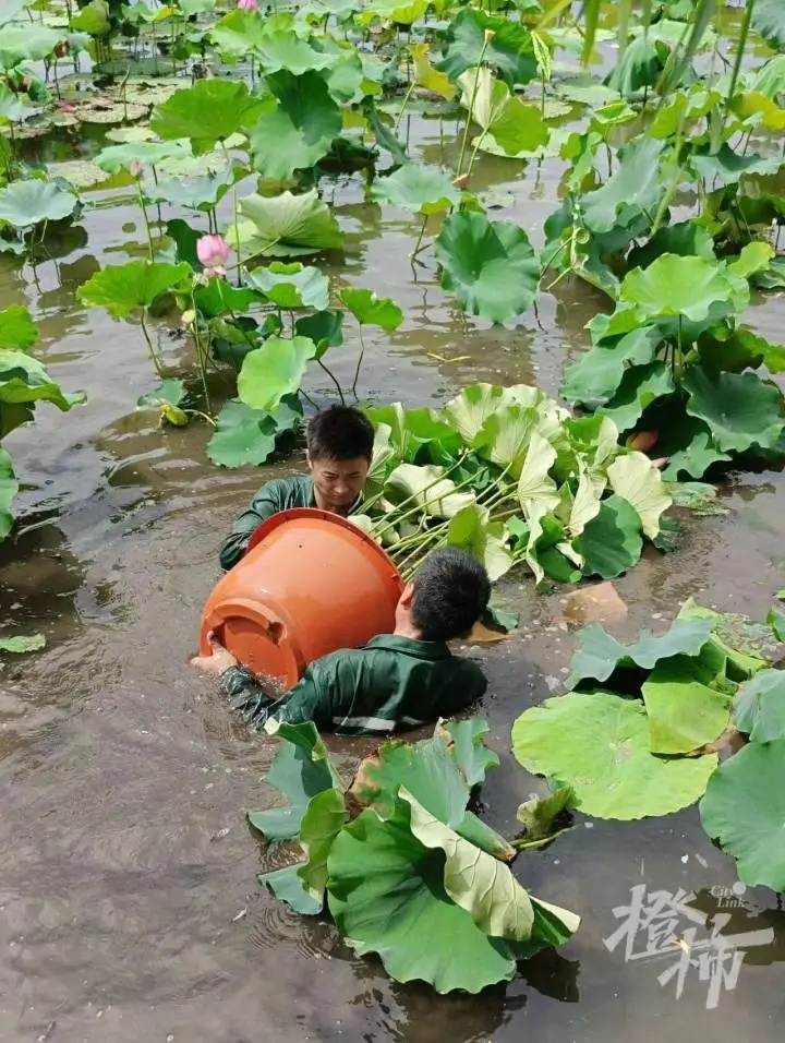 #7旬老人运500斤大石缸为孙女种荷花#缸里养荷花是一景！1.西湖补种荷花，就是