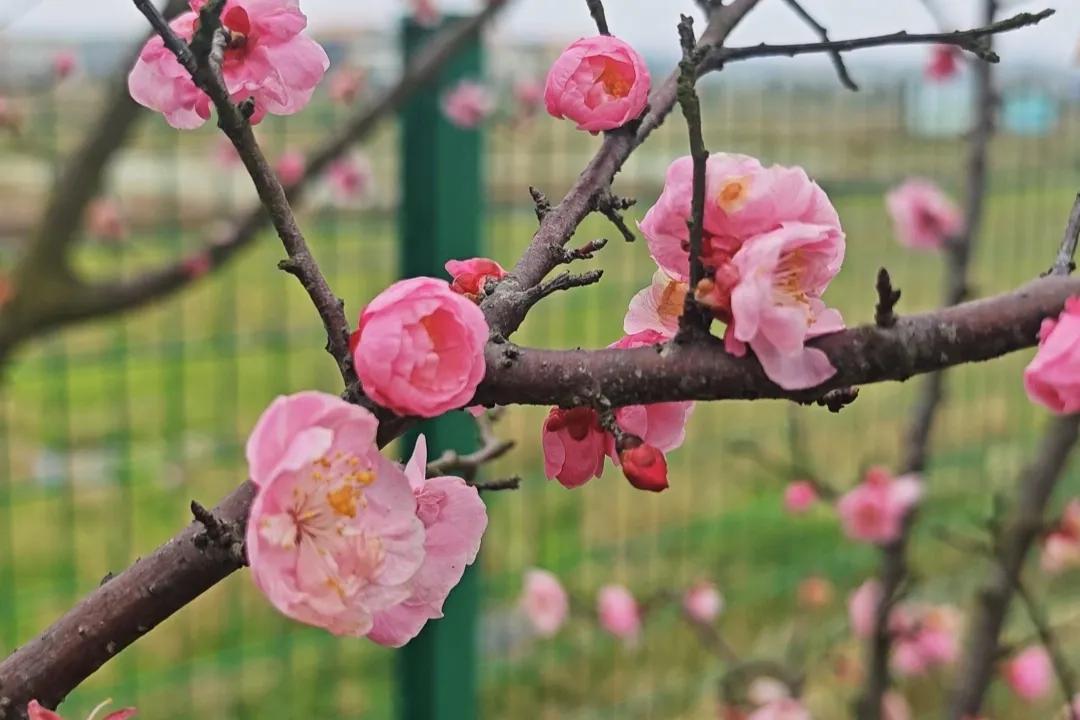 在衡阳县西渡镇梅花村，阴雨中的梅花别有一番韵味。
 
可惜盛花期已过，花儿略显焉