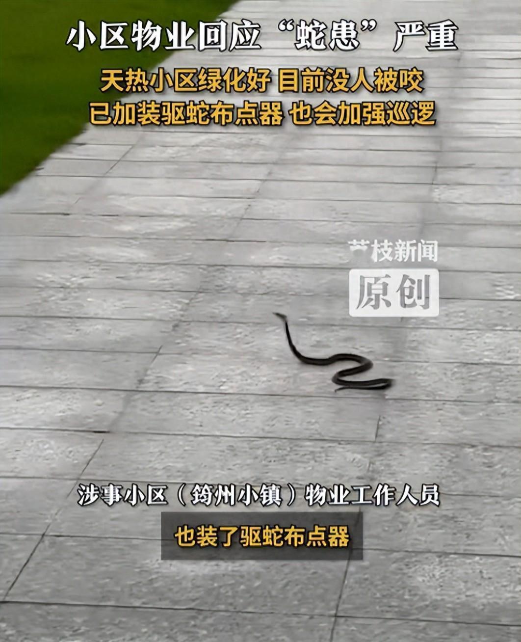 广东一小区大蛇小蛇到处溜达，为什么会有这么多蛇？有多危险？小区管理存在哪些问题？