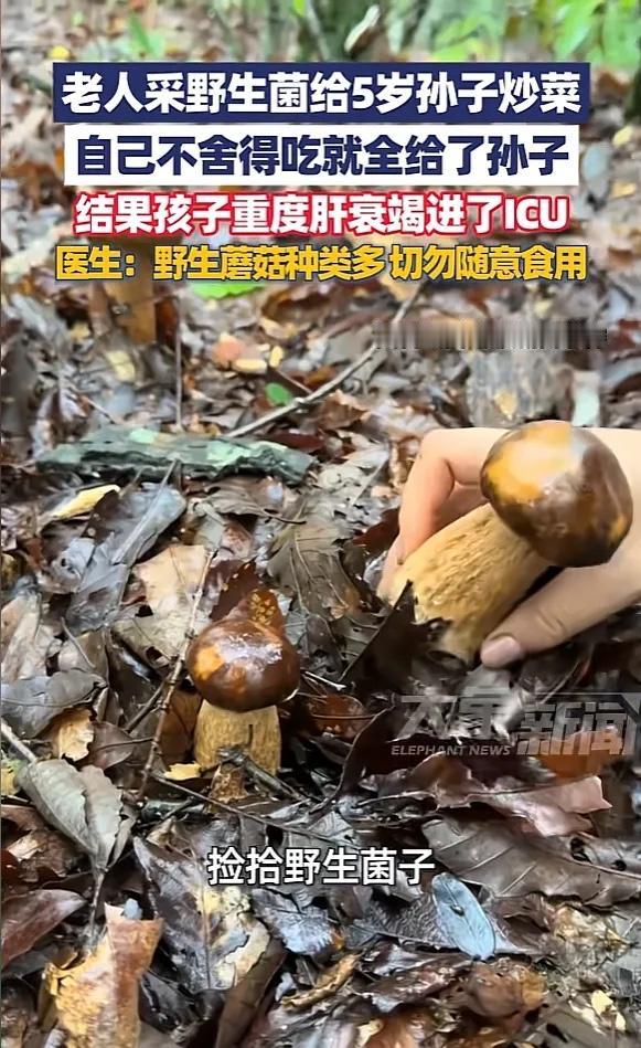 “悲剧还是发生了！”近日，河南郑州，一男童放假回老家，跟着爷爷奶奶去踩野蘑菇，老