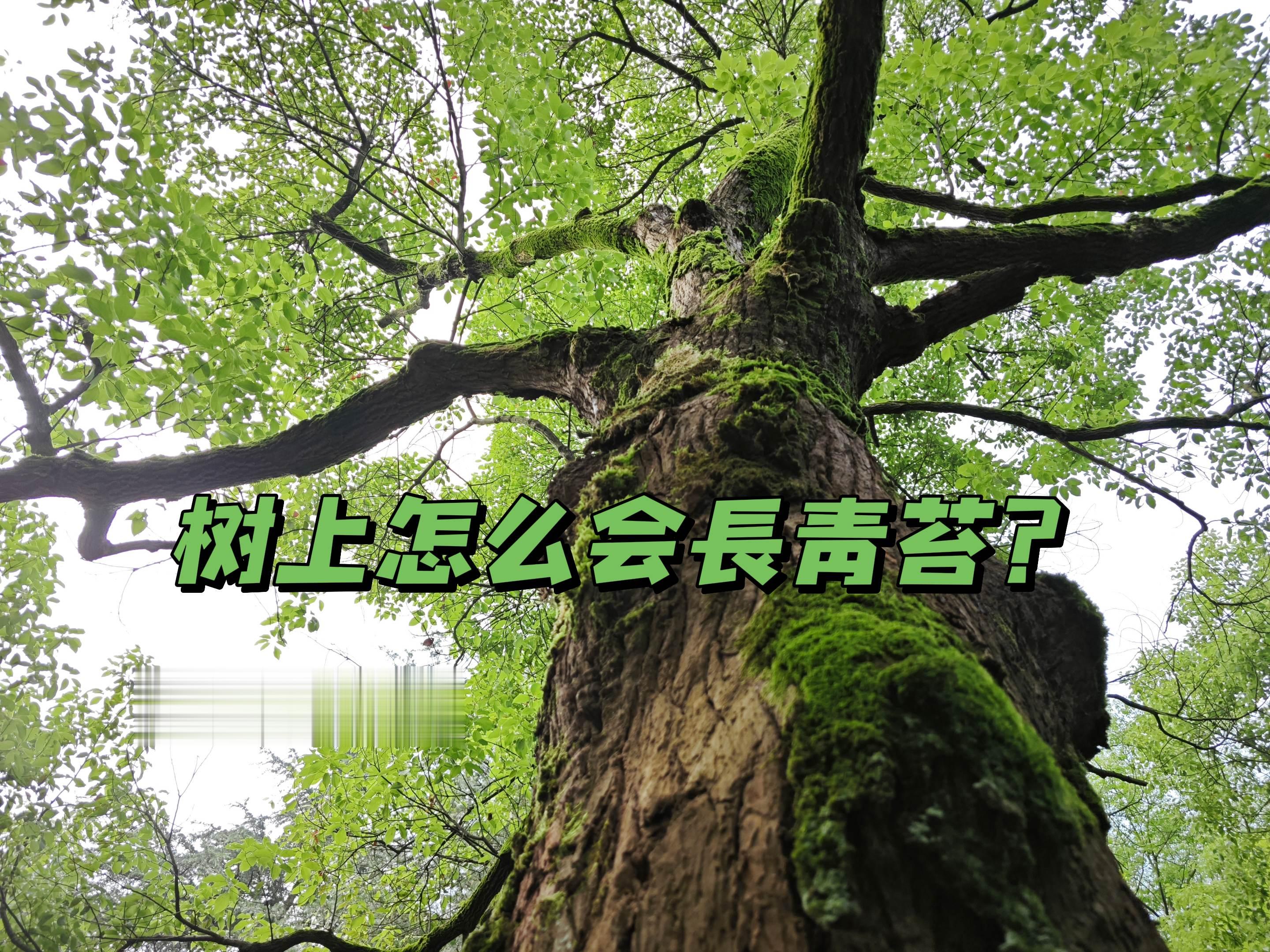 大树底下好乘凉 树上青苔 大山深处自然美山清水秀好风光