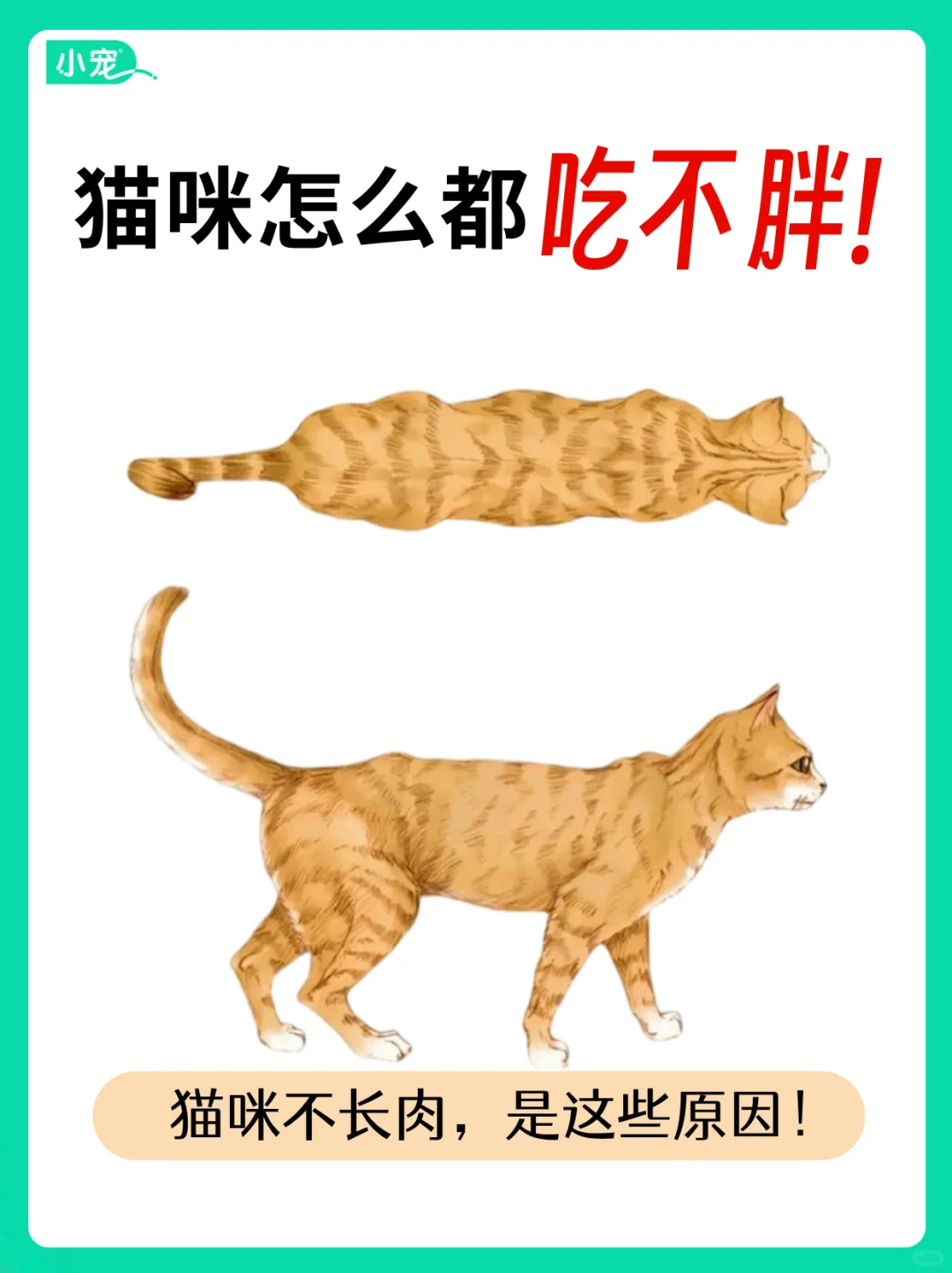 猫咪怎么都吃不胖？可能是这些原因！