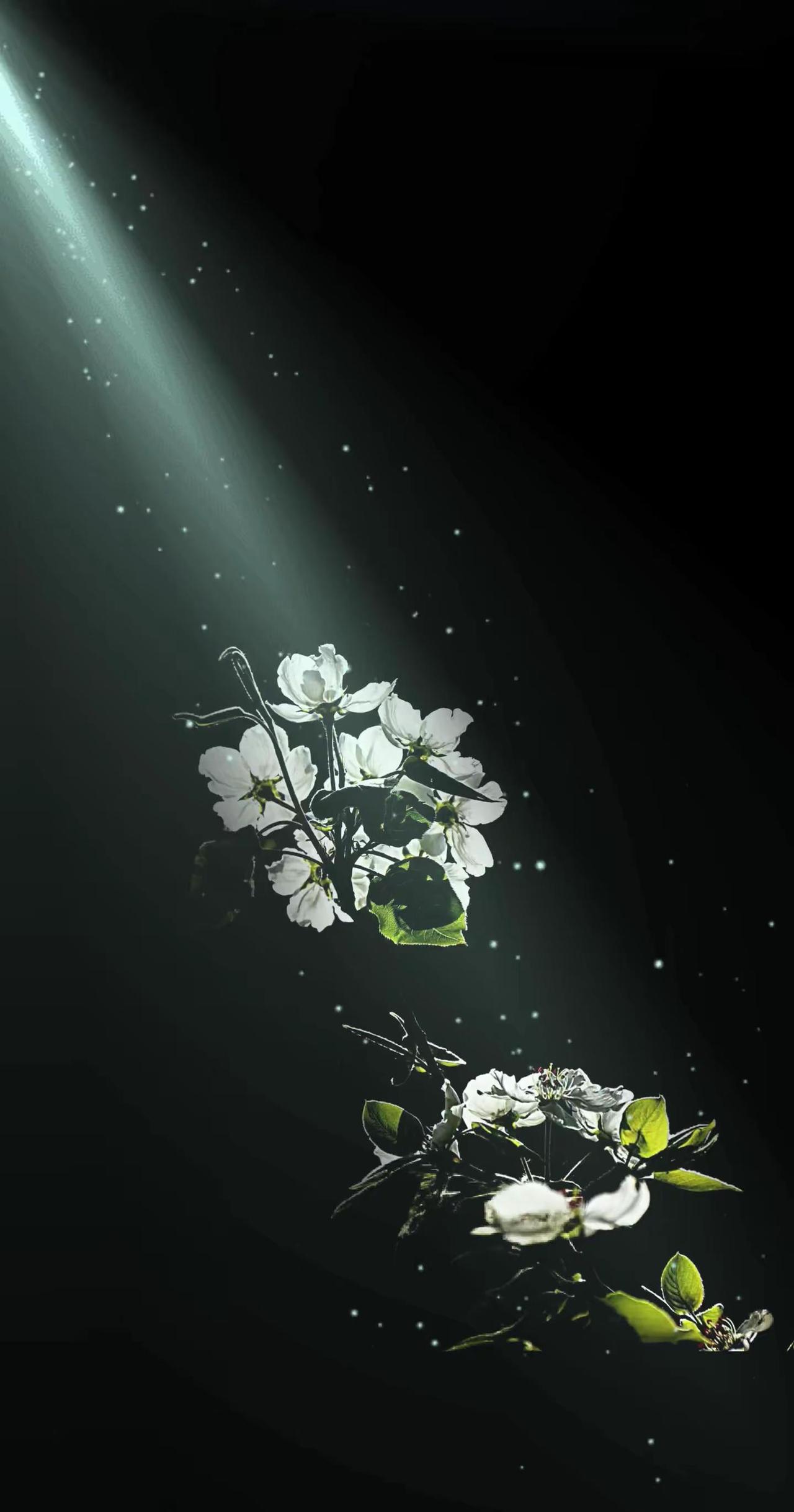 光和花的浪漫。
