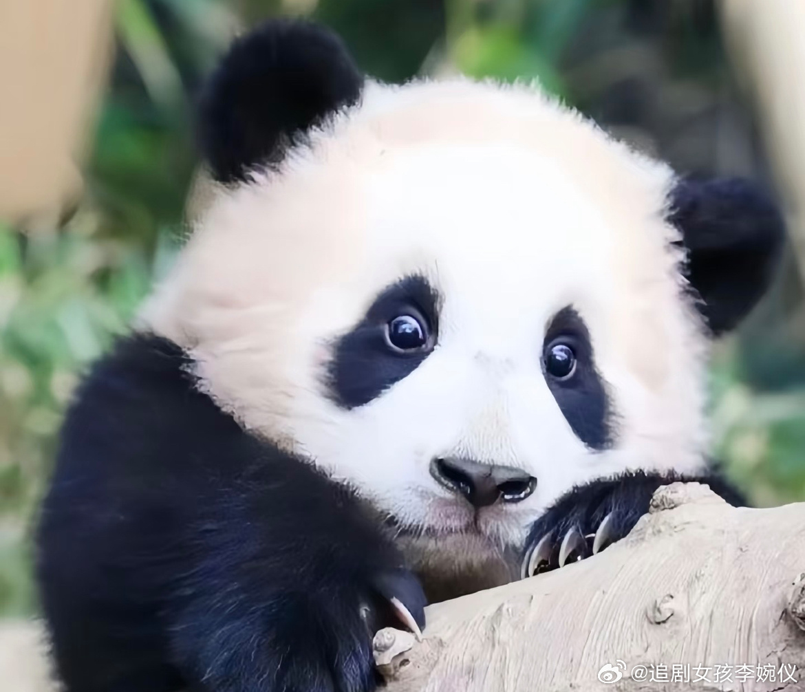 起猛了在成都街头偶遇大熊猫 你见过熊猫出现在街头吗？熊家内心OS：“基地竹子哪有