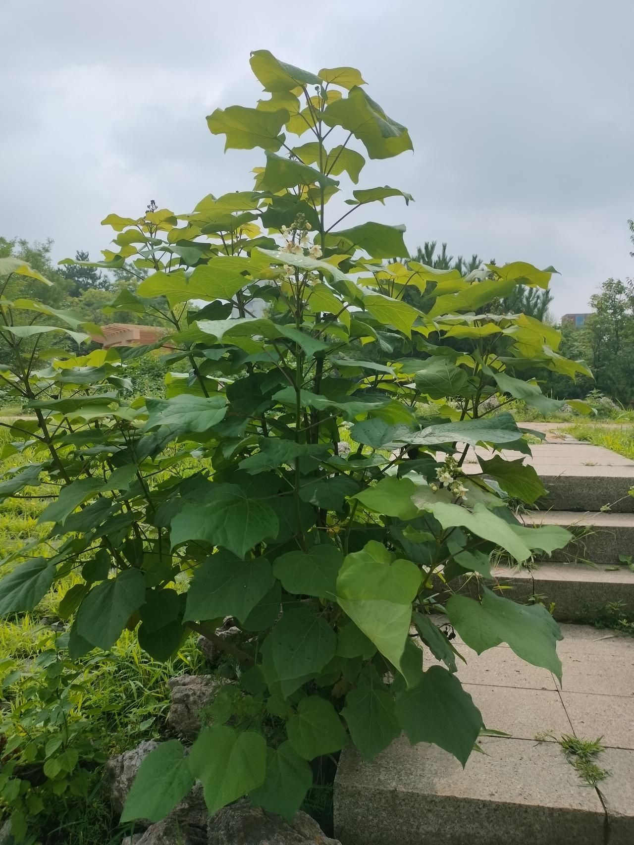 你发现没有？春天所有的绿植郁郁葱葱，生机勃勃，夏天的绿色也同样养眼，春天时，看这