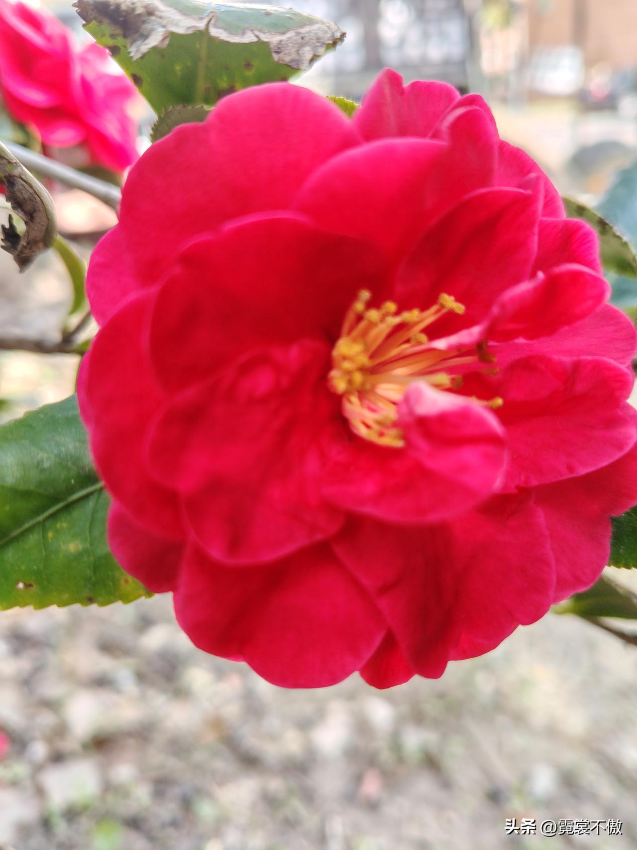 分享一张你相册的拍的花墙角一颗小小的山茶花，绽放这么美丽动人的花朵！