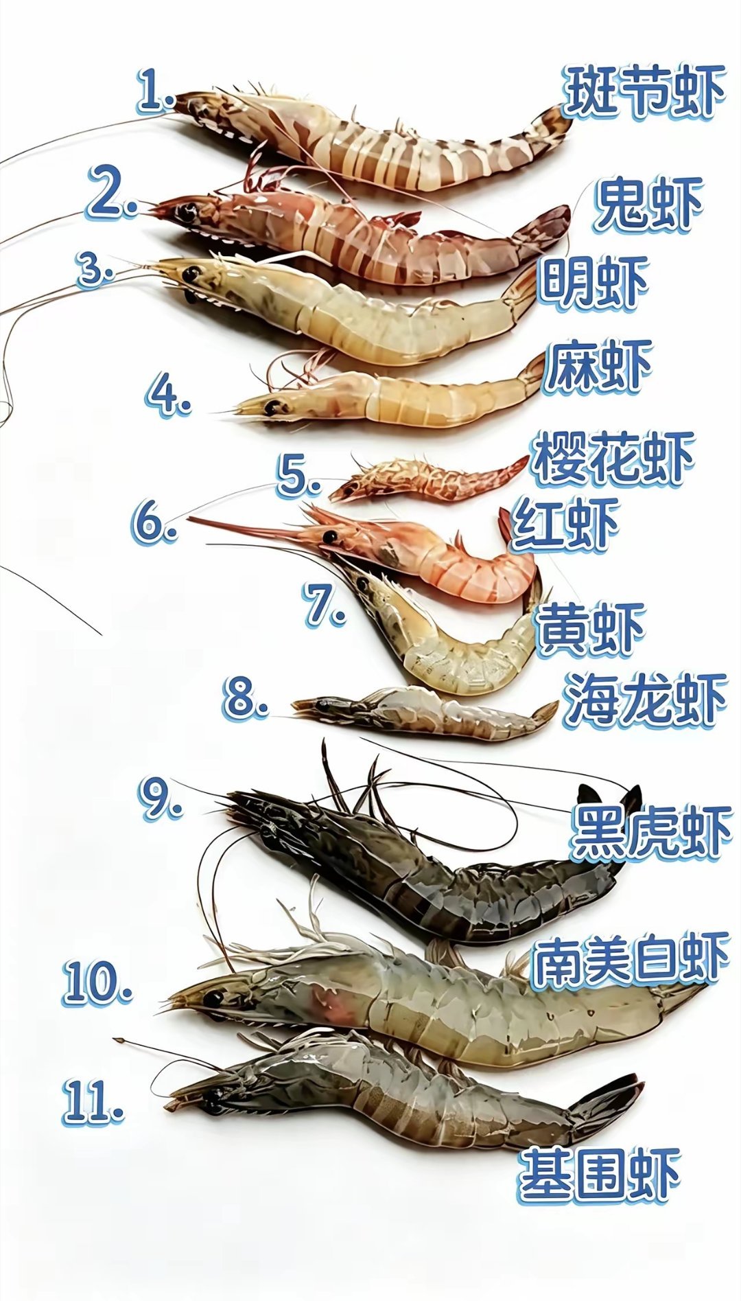 虾 