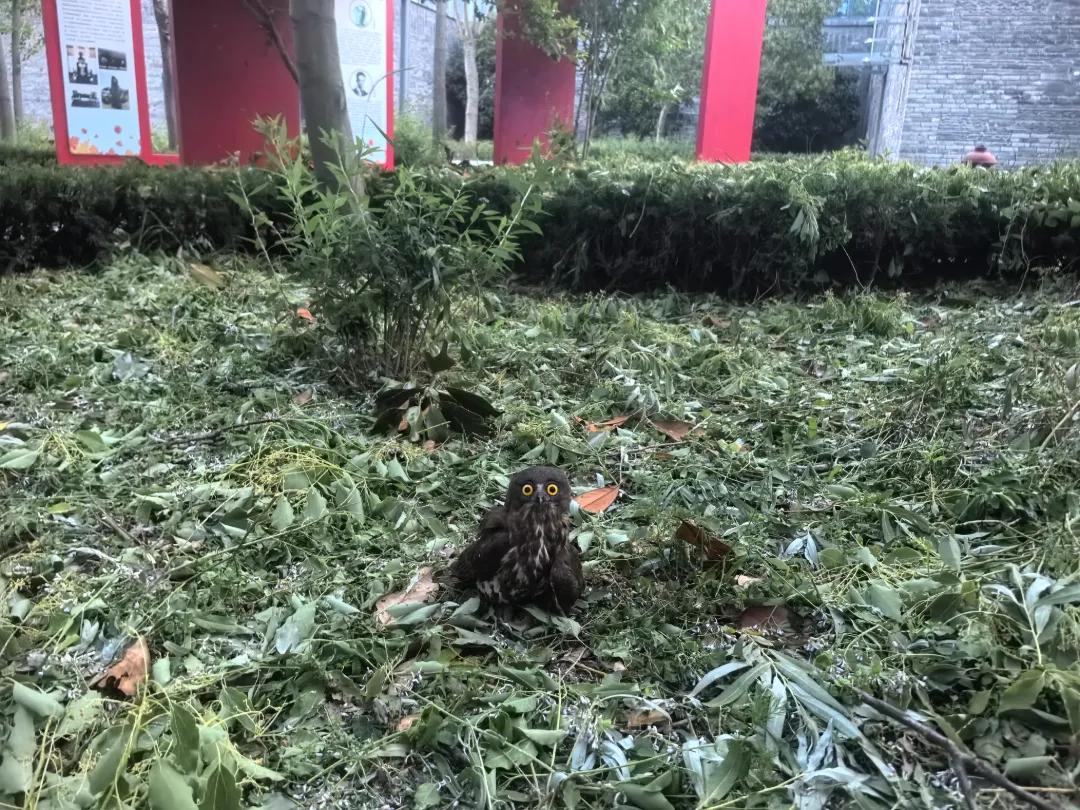 身份不一般！扬州一地惊现“萌物”
近日，宝应西安丰派出所接到群众报警，灌木丛中发