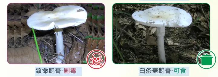 杭州一女子景区采到「蘑界毒王」，家人吃完多脏器损伤住进 ICU，如何辨别毒蘑菇？