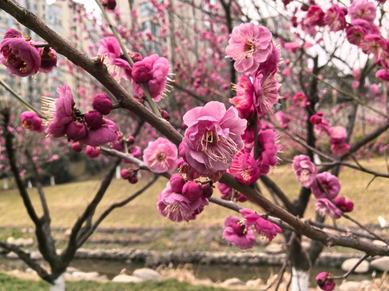 红梅花儿朵朵开