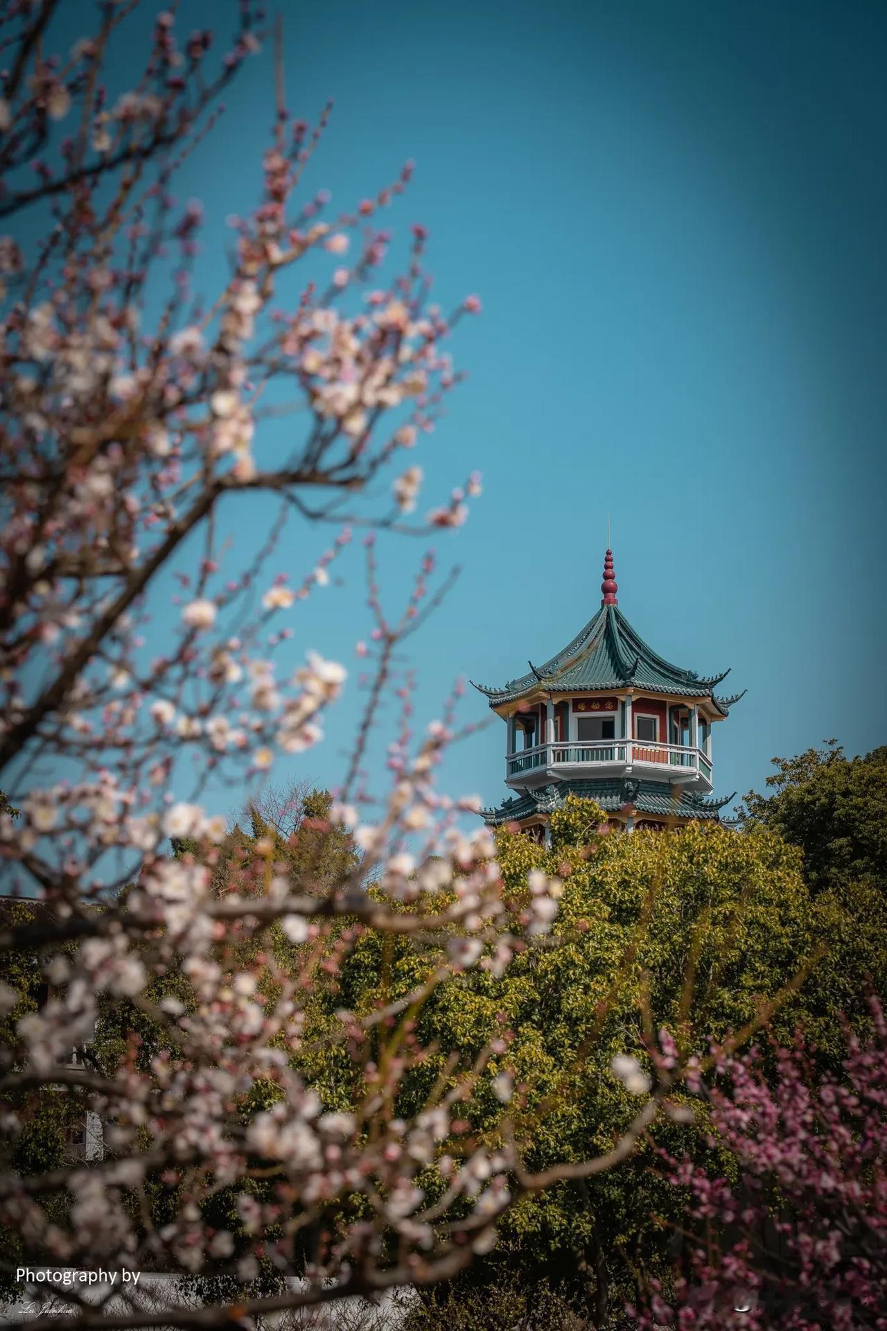 早春浪漫，无锡梅园梅花盛开！🌸

蛇年的新春，无锡梅园的梅花就已经迫不及待地绽