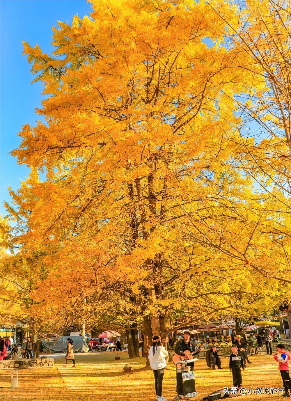 我国最适合两个人去散心的12个县城，看看你去过几个？
1. 云南腾冲——银杏村、