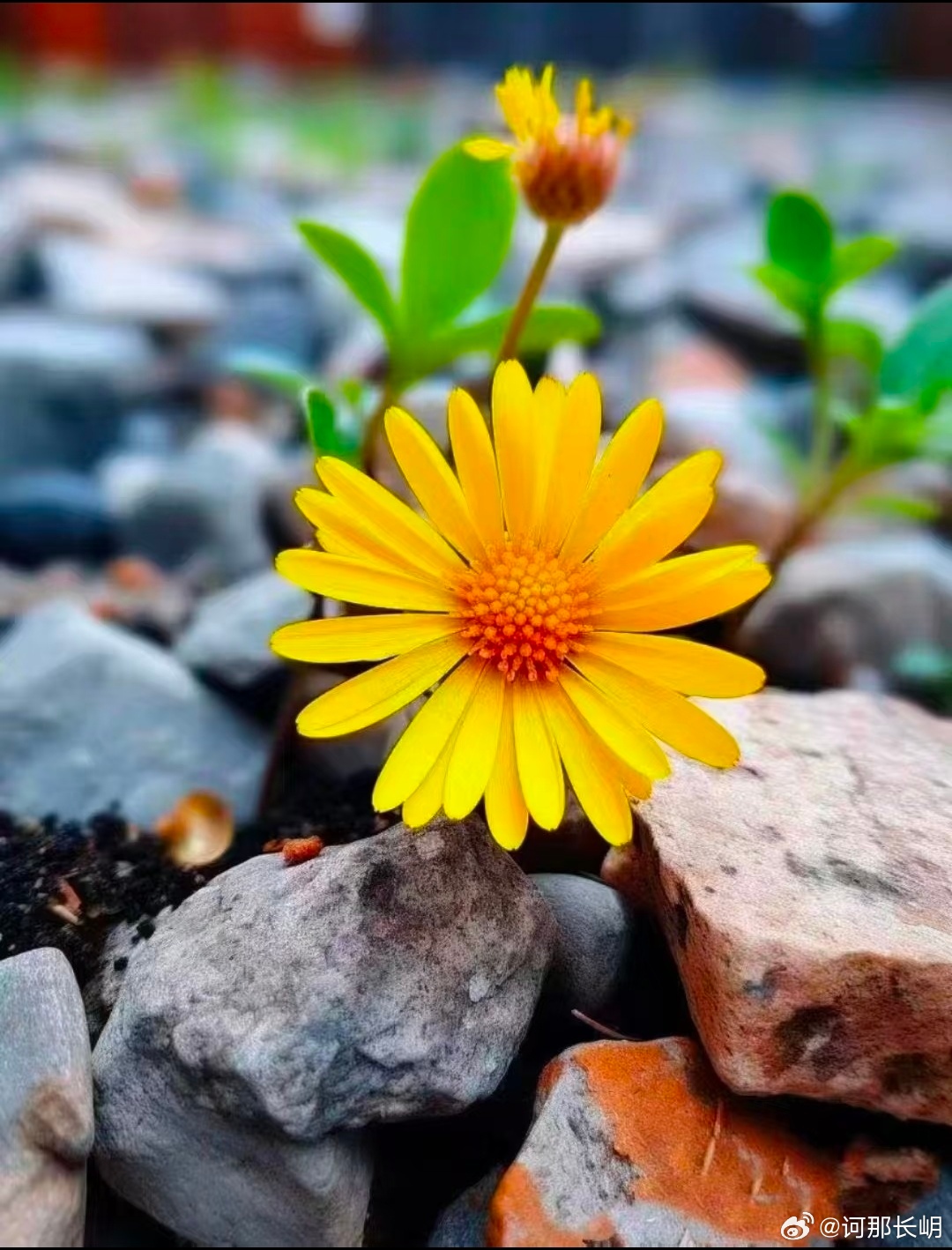 稻盛和夫：利己则生，利他则久。利他，是一种高级的利己。你肯为别人撑伞遮雨，别人才